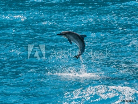 Picture of Kauai Hawaii - Baby Hawaiian Spinner dolphin jumping